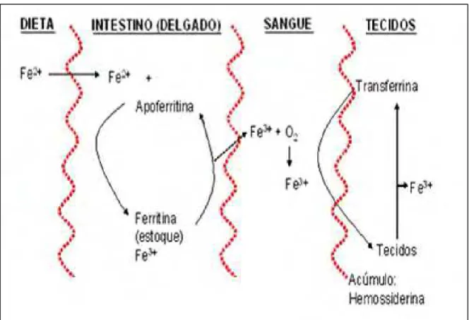 Figura 1- Metabolismo do Ferro 