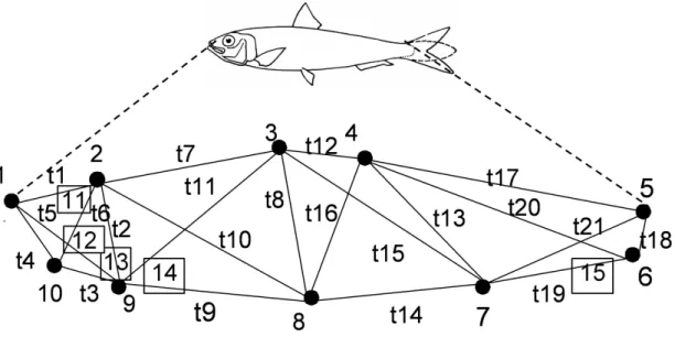 Figure 3.2: Location of anatomic landmarks and design of the truss network used in sardine morphometric analysis