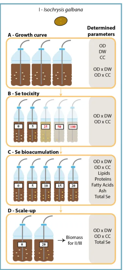 Figure  3  Experimental  design  (I)  and  parameters  determined  in  the  different  assays  performed  to  produce I