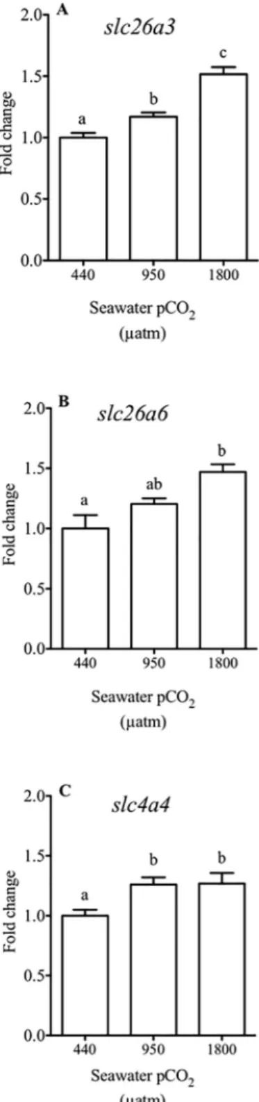 Fig 3. Relative expression of the genes in intestine from sea bream. Relative expression (fold change of gene expression using 18S as the housekeeping gene) of slc26a3 (A), slc26a6 (B) and slc4a4 (C) in the anterior intestine of sea bream in response to di