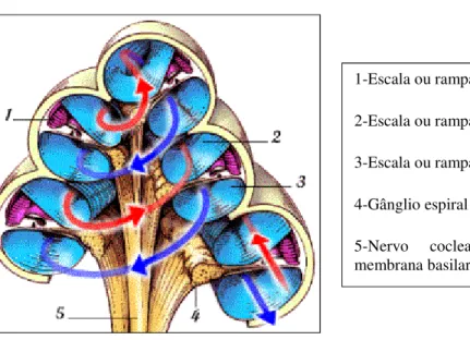 Figura 6 – Rampas da Orelha interna 