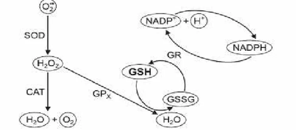 Figura  3 Sistema  antioxidante  enzimático  e  não  enzimático.  Legenda:  SOD=  superóxido  dismutase; CAT = catalase; GPx =Glutationa peroxidase; GSH = glutationa não protéica ou  reduzida;  GSSG  =  glutationa  oxidada;  GSH-Rd=Glutationa  redutase;  N