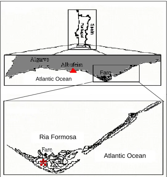 Figure 4 – Localization of the study sites ▲ – Praia de S.Rafael, Albufeira; *  -  Ria Formosa,  Faro