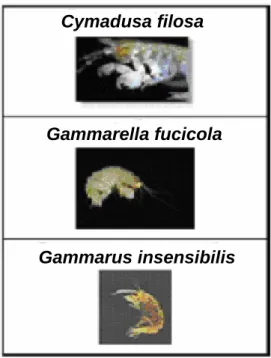 Figure 5 - The three amphipods used as consumers during the experiments. 
