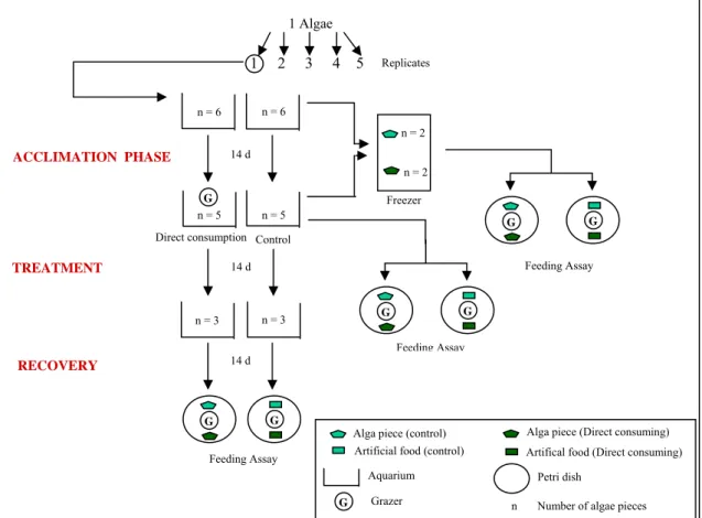 Figure 6 - Experimental set up for the first experiment (screening) with the three phases  acclimation, treatment and recovery and the feeding assays