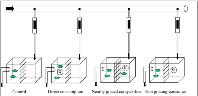 Figure 7 - Experimental set up (represents one replicate) for the water-borne cue detection  experiment with the four treatments, the arrows show the waterflow