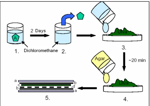 Figure 8 – Production of the artificial food: 1 – extraction of the alga in dichloromethane, 2 –  piece of alga is removed, 3 – the dichloromethane (with the extraction) is mixed with Ulva  powder and distilled water and then evaporate for 20 min, 4 - the 