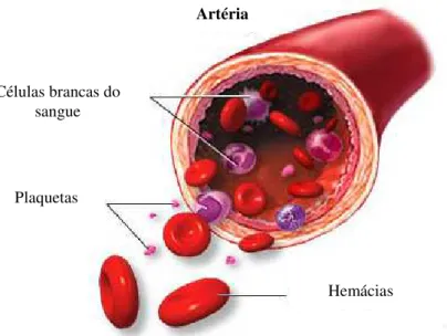 Figura 1 – Vaso sanguíneo e células do sangue. 