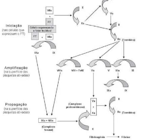 Figura 4 - Representação do modelo da coagulação baseado em superfícies celulares compreendendo  as fases de iniciação, amplificação e propagação