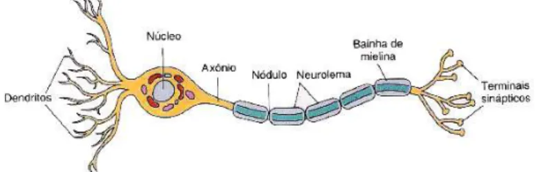 FIGURA 2: Representação do neurônio biológico (SMELTZER; BARE, 2006). 