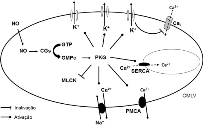 Figura 1: Representação esquemática da ação do óxido nítrico na célula muscular lisa vascular