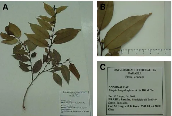 Figura 3. Foto da exsicata de X. langsdorfiana (A); detalhes da folha (B) e do  número de registro (C)