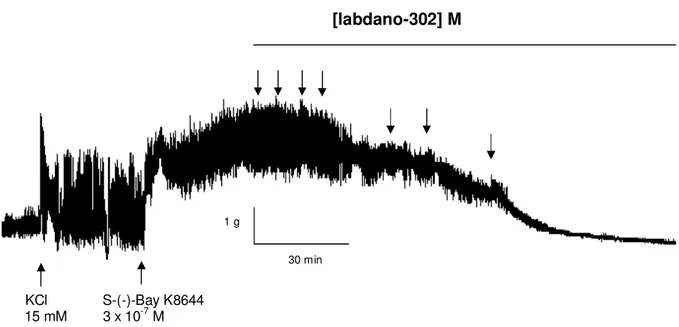Figura 6. Registro original do efeito relaxante de labdano-302 sobre a contração  tônica  induzida  por  3  x  10 -7   M  de  S-(-)-Bay  K8644  em  íleo  isolado  de  cobaia  parcialmente despolarizado pela adição de 15 mM de KCl (30 minutos)