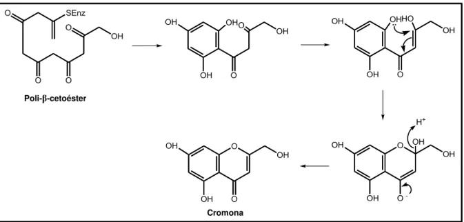 Figura 8 - Rota biossintética das cromonas 