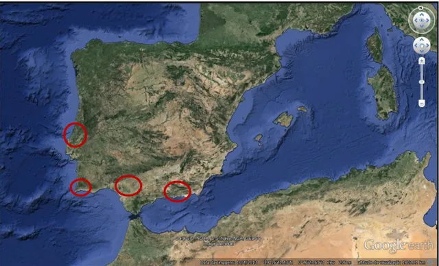 Fig.  2.1.  Localização  das  áreas  geográficas  de  estudo:  Estremadura  e  Algarve  (Portugal), Córdoba e Almeria (Espanha)