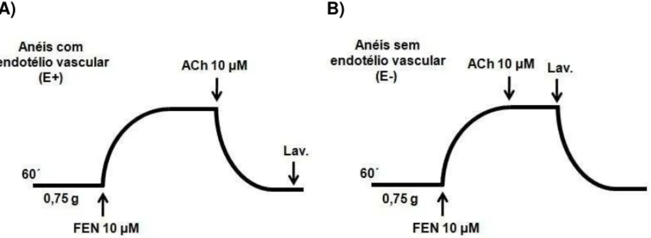 Figura 10  –  Representação da verificação da viabilidade do órgão e da integridade do endotélio  vascular