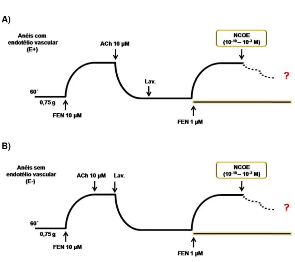 Figura 11  –  Representação esquemática do protocolo experimental para avaliação do efeito do  NCOE (10 -10 –  10 -3  M) em anéis de artéria mesentérica superior isolada de rato, pré-contraídos com 