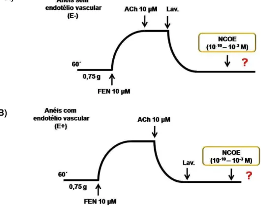 Figura 12  –  Representação esquemática do protocolo experimental para avaliação do efeito de  NCOE (10 -10 –  10 -3  M) em anéis de artéria mesentérica superior isolada de rato, sobre o tônus 