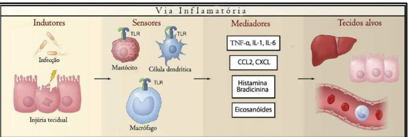 Figura 3- Componentes do processo inflamatório 