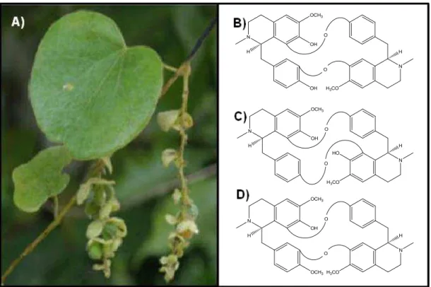 Figura 4 - A) Fotografia das folhas e caule de C. Platyphyllum e Alcaloides  Bisbenzilisoquinolínicos de C