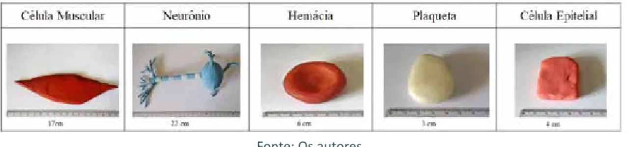 Figura 1 – Modelos didáticos tridimensionais de células
