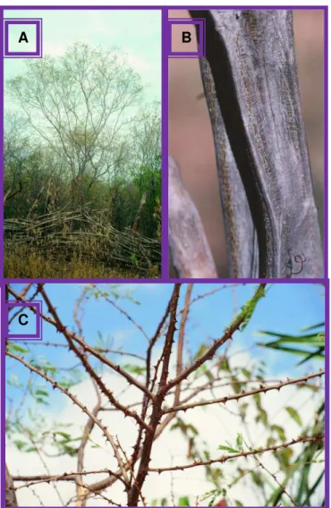 Figura 3. Piptadenia Stipulacea (Benth.) Ducke. A. árvore; B. madeira; C. galhos (In: 