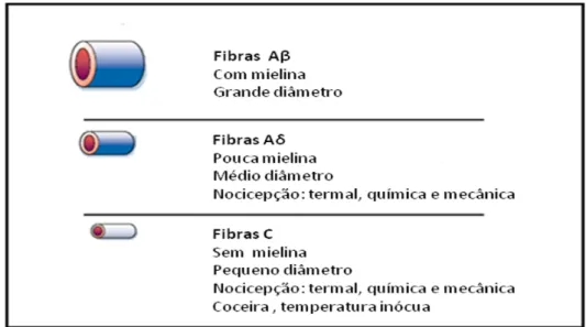 Figura 1: Fibras nervosas mielínicas e amielínicas   Fonte: Adaptado de (JULIUS; BASBAUM, 2001)