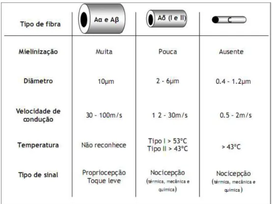 Figura 3 - Diferentes tipos de neurônios sensoriais primários, responsáveis pela condução do sinal  nociceptivo da periferia ao SNC