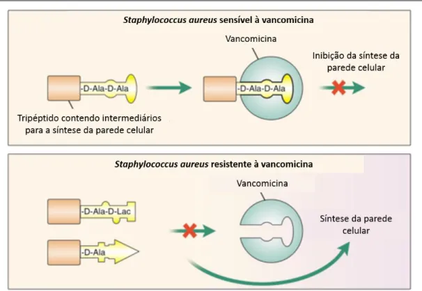 Figura 2.5 – Mecanismos de resistência à vancomicina por Staph. aureus. As estirpes VRSA apresentam  resistência  à  vancomicina  através  de  uma  presumível  aquisição  do  operador vanA  de  uma  estirpe  de  Enterococcus, o que desencadeia a  síntese d