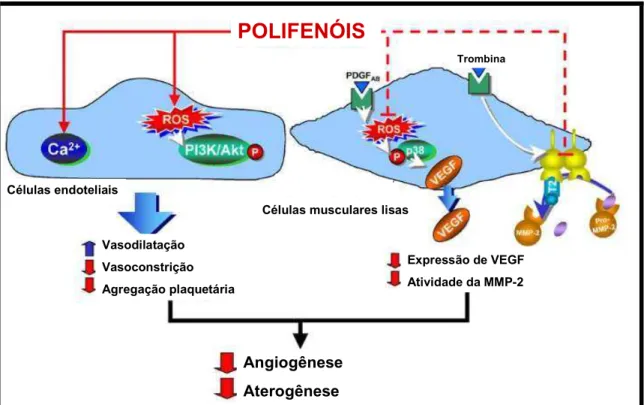 Figura 1 5 Efeitos da dieta de polifenóis sobre o endotélio vascular e células musculares lisas