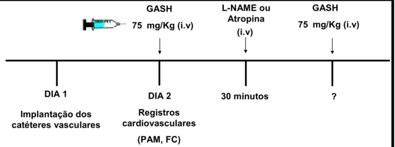 Figura 8 5 Representação esquemática do protocolo experimental para a administração da dose de 75  mg/kg  de GASH)  antes e  após a  administração de L5NAME  ou atropina,  em ratos  normotensos  não  anestesiados (PAM: pressão arterial média; FC: frequênci