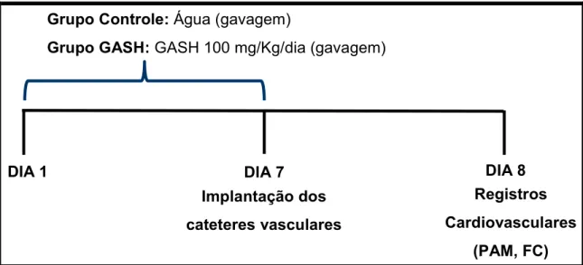 Figura  9  5  Representação  esquemática  do  protocolo  experimental  para  o  tratamento  via  oral  por  gavagem  de  água  (grupo  controle)  e  GASH  100  (mg/kg/dia)  (grupo  GASH),  por  sete  dias  (PAM: 