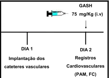 Figura 10 5 Representação esquemática do protocolo experimental para a administração  da dose de  75 mg/kg de GASH) (PAM: pressão arterial média; FC: freqüência cardíaca)