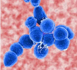 Figura  3 - Streptococcus pneumoniae  [71]