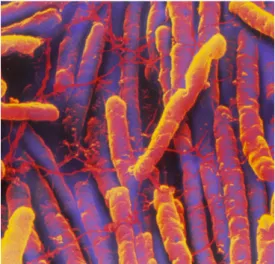 Figura 5 - Bacilos de Clostridium difficile  [73]