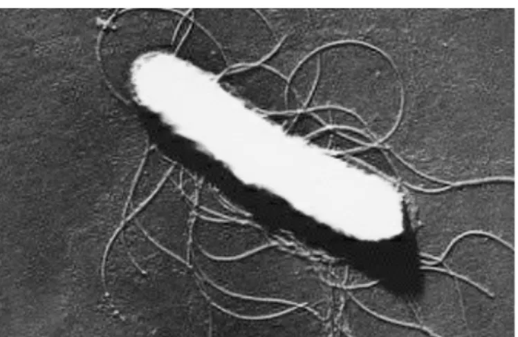 Figura 6 - Escherichia Coli  [79]       