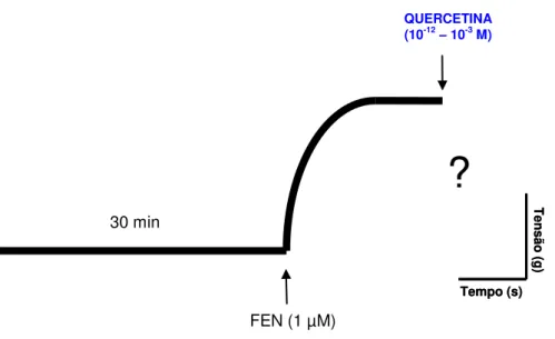 Figura  8-  Representação  esquemática  do  protocolo  experimental  para  avaliação  dos  efeitos  de  quercetina  (10 -12 –   10 -3   M)  em  anéis  de  artéria  mesentérica  superior  isolada  de  rato,  com  endotélio  intacto, pré-contraídos com FEN (