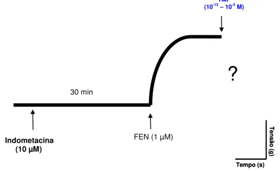 Figura 9- Representação esquemática do protocolo experimental para avaliação da participação dos  metabólitos  do  ácido  araquidônico  no  efeito  induzido  por  TMF  em  anéis  de  artéria  mesentérica  superior isolada de rato com endotélio funcional, p