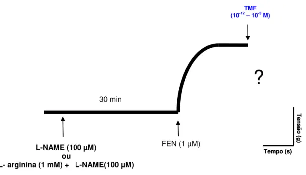 Figura 10- Representação esquemática do protocolo experimental para avaliação da participação da  NOS  no  efeito  induzido  por  TMF  em  anéis  de  artéria  mesentérica  superior  isolada  de  rato  com  endotélio funcional, pré-contraídos com FEN (1 µM)