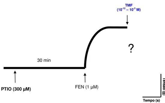 Figura 11- Representação esquemática do protocolo experimental para avaliação do envolvimento do  NO  no  efeito  induzido  por  TMF  em  anéis  de  artéria  mesentérica  superior  isolada  de  rato  com  endotélio funcional, pré-contraídos com FEN (1 µM)