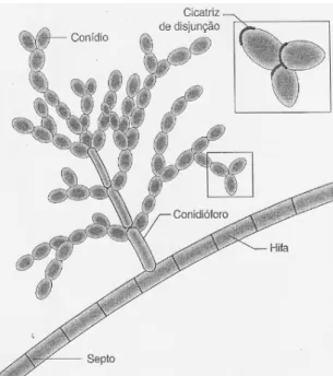 Figura 2 – Conidiação do tipo Cladosporium. 