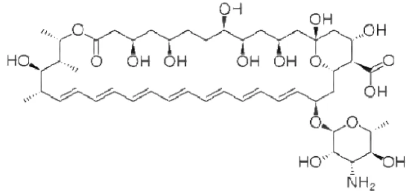 Figura 5 – Estrutura química da anfotericina B. 