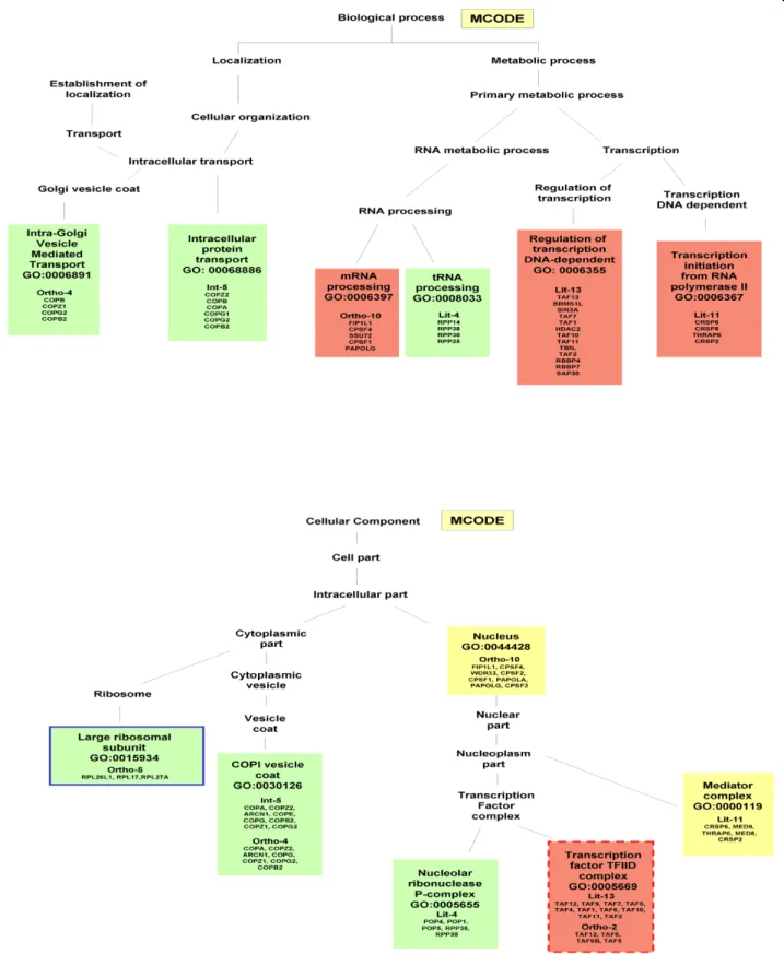 Figure 4 GO-annotation results - MCODE. Representation of GO-annotation results concerning biological process and cellular component of MCODE modules, along the GO trees