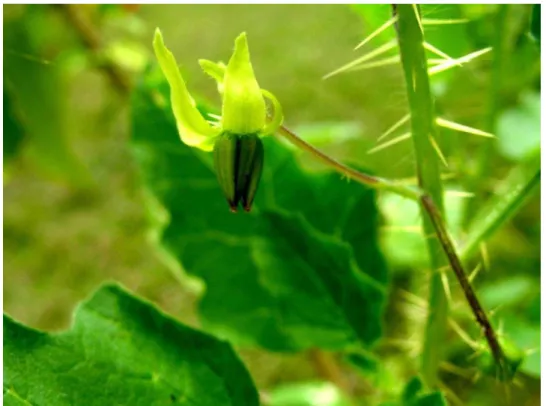 Figura 1  –  Fotografia de Solanum agrarium Sendtner (Foto: AGRA, M. F.) 