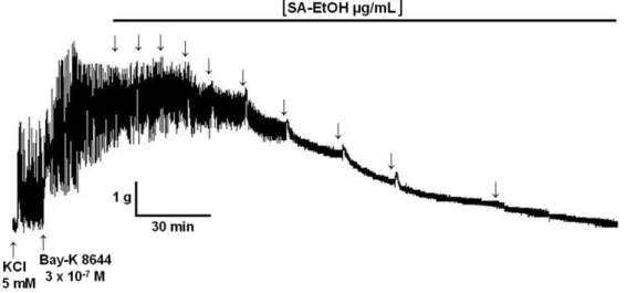 Figura  4  – Registro  original  do  efeito  relaxante  do  extrato  SA-EtOH  sobre  a  contração  tônica  induzida  por  3 x 10 -7  M  de  S-(-)-Bay K8644  em  íleo  isolado  de  cobaia  parcialmente  despolarizado  com  15 mM  de  KCl  (10  minutos)