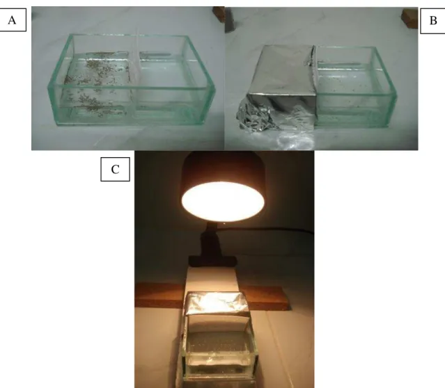 Figura  9  – Aspecto  geral  do  experimento  com  Artemia  salina.  (A)  Recipiente  retangular com divisória contendo furos;  (B)  Parte conberta do sistema contendo  os cis2qtos; (C) Exposição à luz