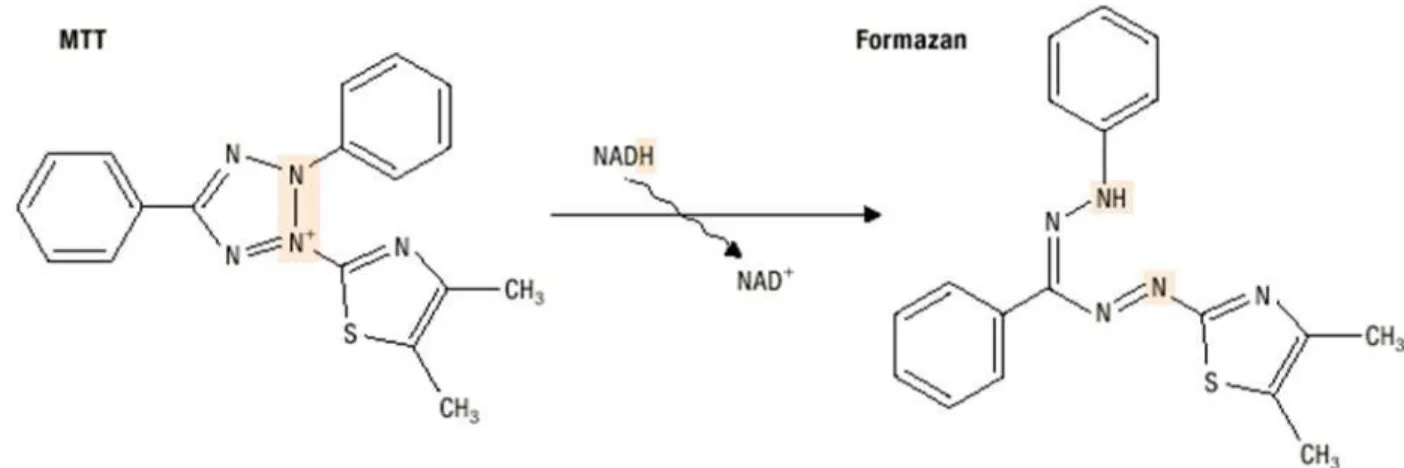 Figura 11: Reação de redução do MTT ([brometo de (3-(4,5-dimetiltiazol-2-yl)-2,5- (3-(4,5-dimetiltiazol-2-yl)-2,5-difenil tetrazólio]) a formazan (MOSMANN, 1983)