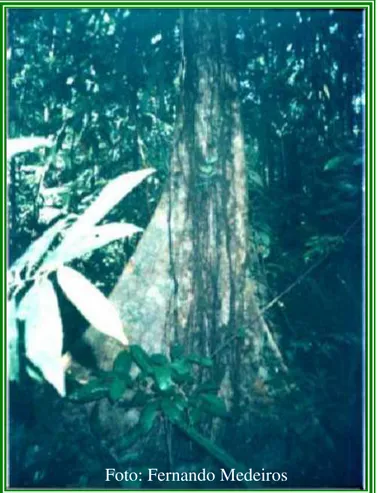 FIGURA 3 Foto da espécie Pradosia huberi (Ducke) Ducke na reserva florestal do IEPA                       no município de Porto Grande – AP