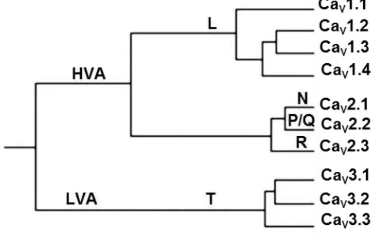 Figura 5  –  Cladograma das subfamílias dos canais de Ca 2+  dependentes de voltagem (Ca V )