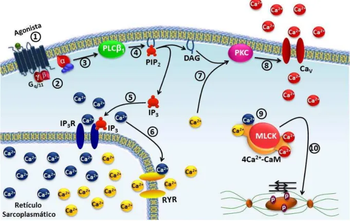 Figura 6  – Esquema do mecanismo fármaco-mecânico da contração no músculo liso pela  ativação da via G q/11 -PLC 1 